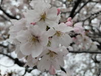 組合本部の近くにある「さくら公園」で開花した桜の様子